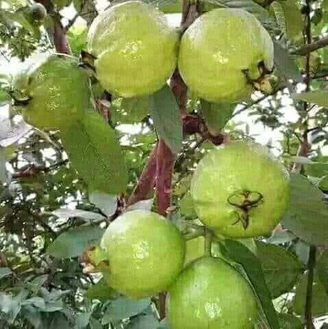 Guava Lalit